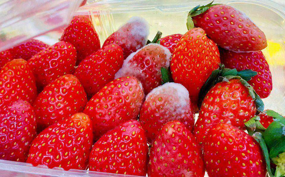 Trái cây bị thối rữa, hư hỏng không sử dụng được Sự cố thường gặp khi vận chuyển trái cây đi xa là trái cây bị thối rữa, hư hỏng không sử dụng được