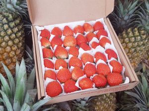 đóng gói dâu tây bằng màng xốp hơi