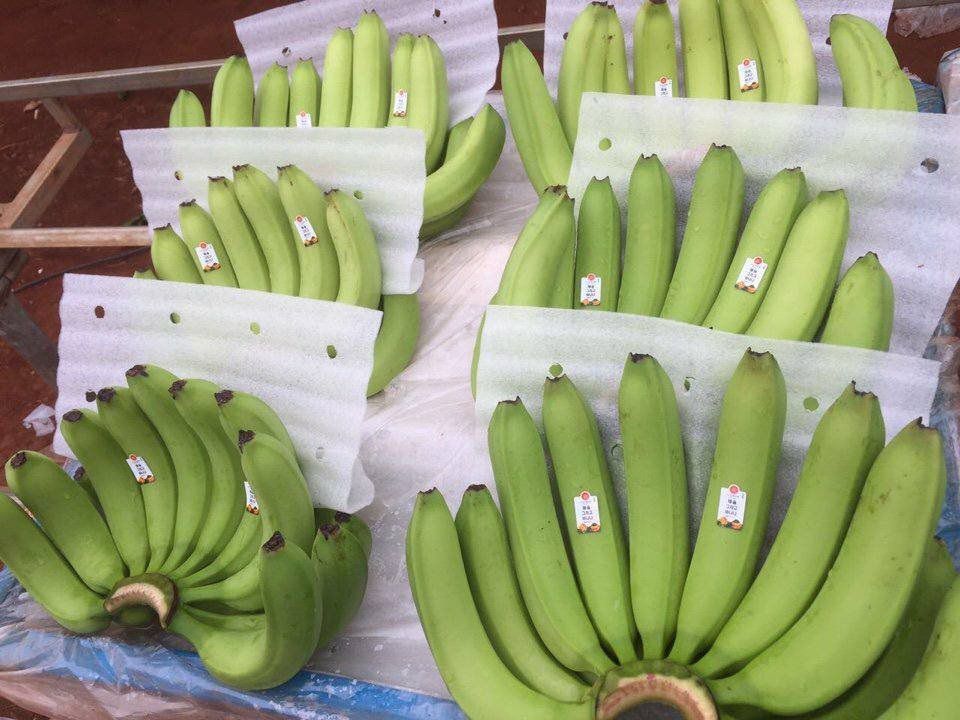 Ngoài việc đóng gói dâu tây bằng màng hơi xốp thì vật liệu này còn được áp dụng với các loại trái cây nào? Màng xốp hơi được dùng để đóng gói một vài mặt hàng trái cây khác