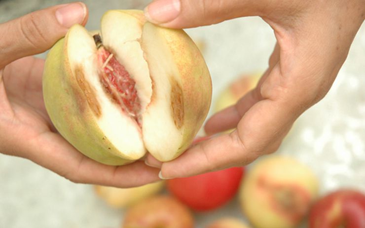 Trái cây bị dập nát hoặc héo úa Sự cố thường gặp khi vận chuyển trái cây đi xa là trái cây bị dập nát hoặc héo úa