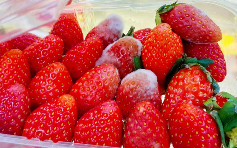 Dâu tây để lâu ngày bị hư hỏng