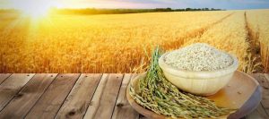 quy trình đóng gói gạo xuất khẩu